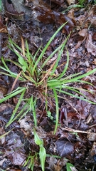 Carex cumberlandensis