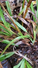 Carex cumberlandensis