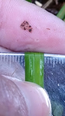 Carex cumberlandensis