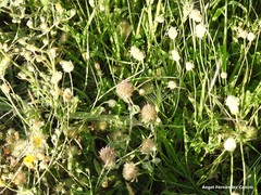 Plantago lagopus