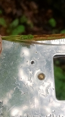 Carex cumberlandensis