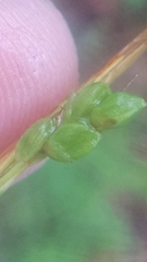 Carex cumberlandensis