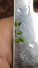 Carex cumberlandensis