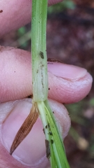 Carex cumberlandensis