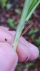 Carex cumberlandensis