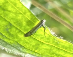 Aspilapteryx tringipennella