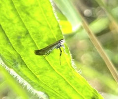 Aspilapteryx tringipennella