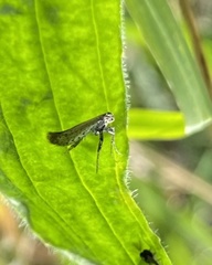 Aspilapteryx tringipennella