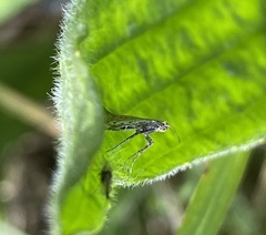 Aspilapteryx tringipennella