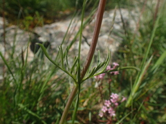 Valeriana tuberosa