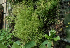 Polycarpon tetraphyllum