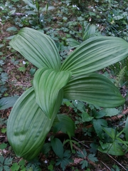 Veratrum album