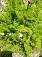 Meum athamanticum