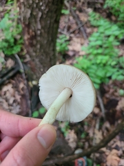 Agaricales