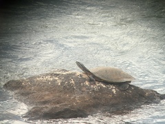 Phrynops williamsi