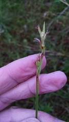 Scleria oligantha
