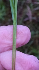 Scleria oligantha