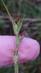 Scleria oligantha