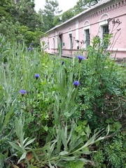 Centaurea fuscomarginata