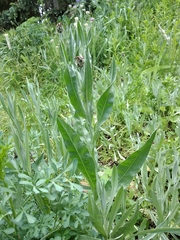 Centaurea fuscomarginata