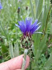 Centaurea fuscomarginata