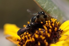 Ceratina acantha