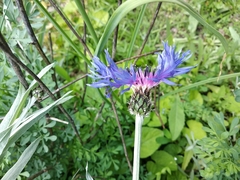 Centaurea fuscomarginata