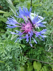 Centaurea fuscomarginata