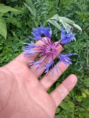 Centaurea fuscomarginata