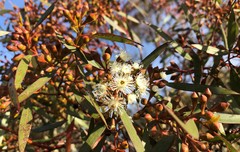 Eucalyptus calycogona