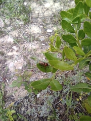 Labidostomis diversifrons
