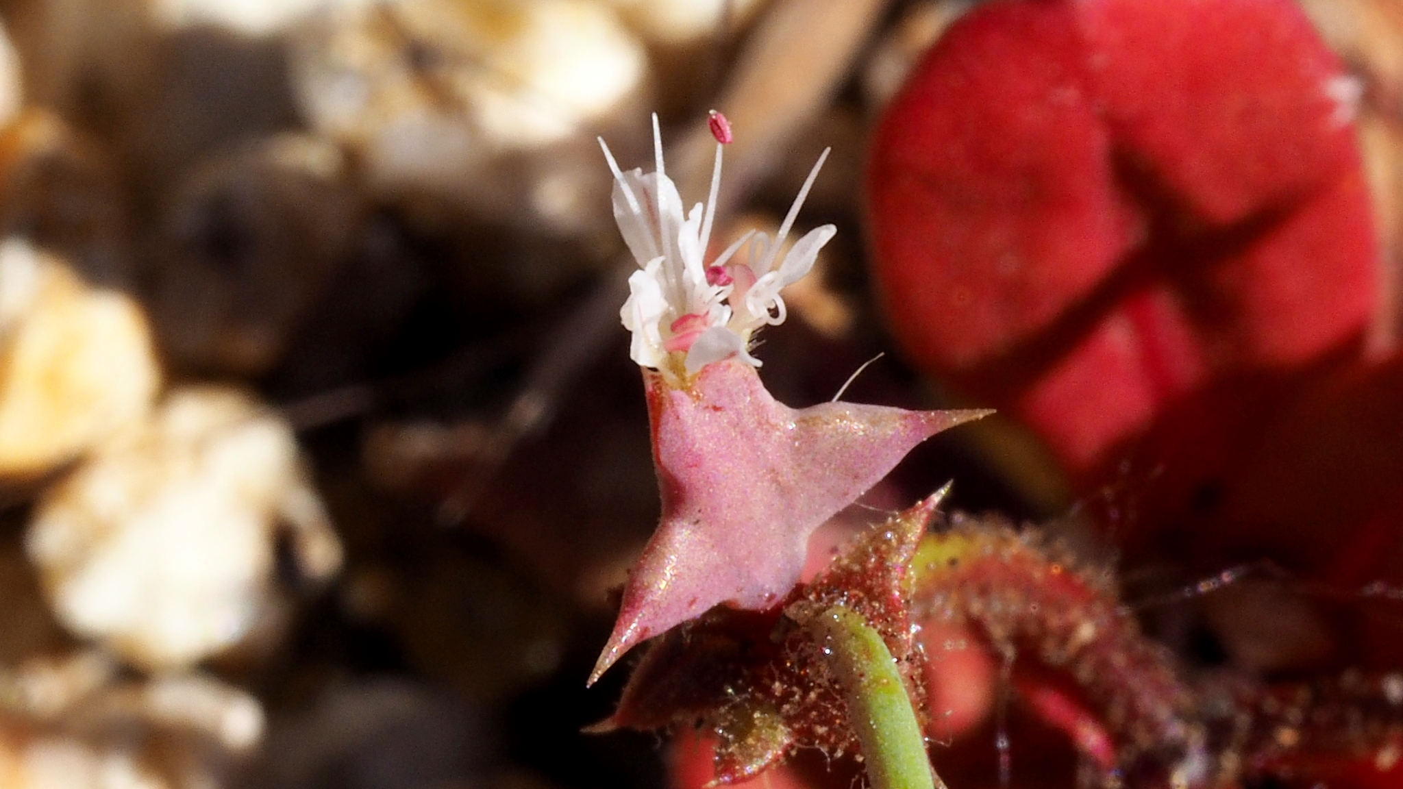 Centrostegia thurberi