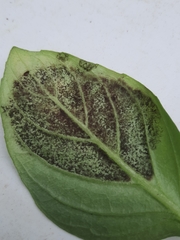 Peronospora belbahrii