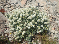 Hormathophylla spinosa