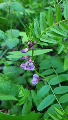 Vicia sepium