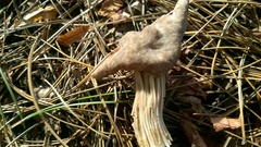 Helvella maculata