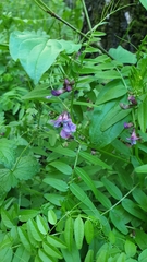 Vicia sepium