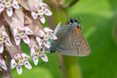 Satyrium calanus