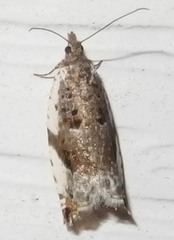 Ancylis mediofasciana