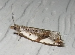 Ancylis mediofasciana