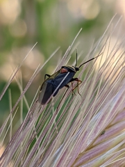 Deraeocoris ribauti