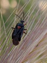 Deraeocoris ribauti
