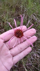Echinacea simulata