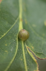 Andricus quercusutriculus