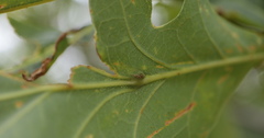 Andricus quercusutriculus