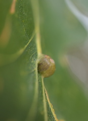 Andricus quercusutriculus