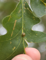 Andricus quercusutriculus