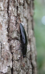 Melanactes