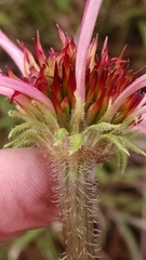 Echinacea simulata