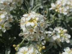 Hormathophylla spinosa